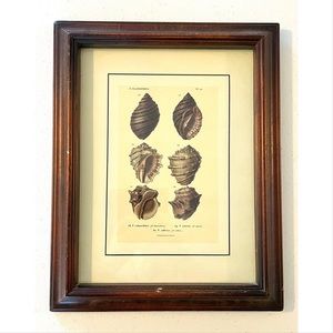 Framed seashell print, nautical vintage beachy decor